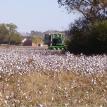 Picking Cotton 