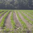 Cotton 2009